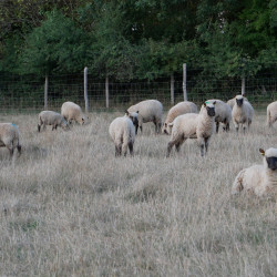 Vente - Brebis Agnelles