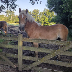 Poulain Haflinger, né en 2024, ONC, proche de l'homme