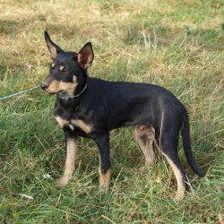 Vente - Chiens