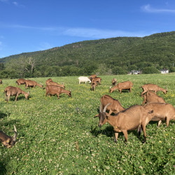 Vds 21 chèvres cornues et 1 bouc  