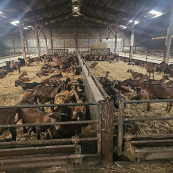 Vds chèvres, chevrettes et boucs