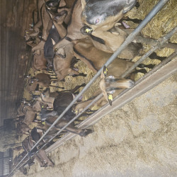 Vds chèvres, chevrettes et boucs