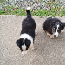 Vds chiots Border Collie 