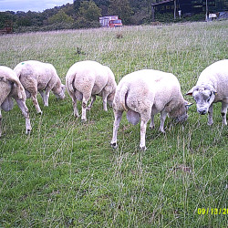 Vds bélier antenais Texel