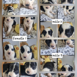 A réserver chiots type Border Collie