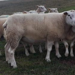 Vds reproducteurs Texel 