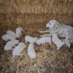 Vds 7 chiots Berger des Abruzzes