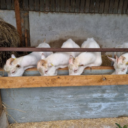 Vds 4 boucs Saanens 