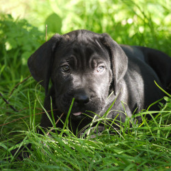 Vds chiots type Cane Corso
