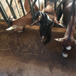 Vds bouc Alpin 