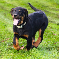 Vds 2 mâles Beauceron LOF