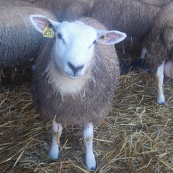 Vds agnelles race pure Texel