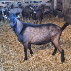 Vds boucs Alpins 1 et 2 ans