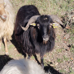 Vds jeune bélier Corse