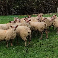 Vds jeunes béliers Rouge de l'Ouest