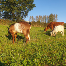 Petit élevage en conversion Bio propose des chevrettes croisées Anglo Nubienne, Alpines, F1, F2 