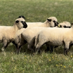 Vds moutons race Shropshire