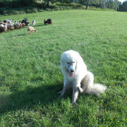 Vds chiots Montagne des Pyrénées