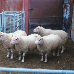 Vds antenais Charmois