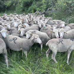 Vds lot 70 brebis Merinos