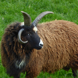 Vds jeunes béliers Manx et Jacob