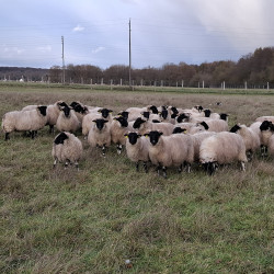 Vds agnelles Black Face BIO