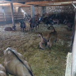 Recherche chèvres en lactation 