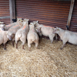 Vds 10 antenaises Vendéennes 