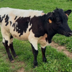 Vds génisse Bordelaise certifiée AB - 16 mois