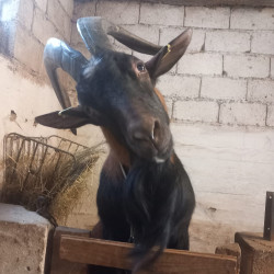 Bouc Alpin reproducteur 