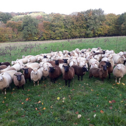 Vds agnelles de renouvellement en AB