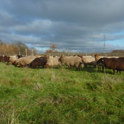 Elevage Bio vend 6 agnelles