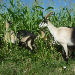 A réserver dès maintenant chevrettes Cou Clair du Berry et croisées Cou Clair