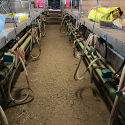 Salle de traite (chèvres) Westfalia