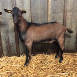 Vds jeunes boucs de race Alpine