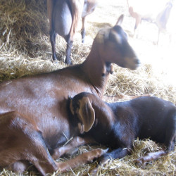 A réserver chevrettes et chevreaux AB à naître en février et mars prochain