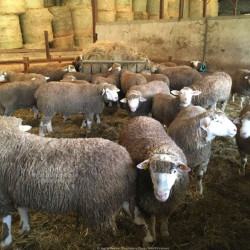 Béliers Ile de France