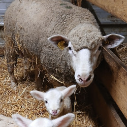 Brebis, antenaises & agnelles Ile de France