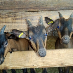 Chevrettes Alpines Bio