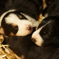 Vds chiots Border Collie LOF