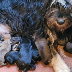 A réserver chiots Berger des Pyrénées