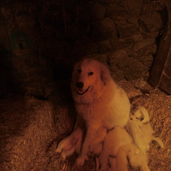 Vds chiots Montagne des  Pyrénées