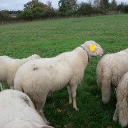 Bélier Lacaune lait x Limousin