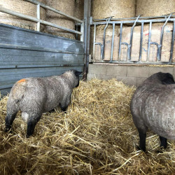 Vds agneaux Suffolk pour reproduction