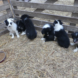 A céder chiots Border Collie