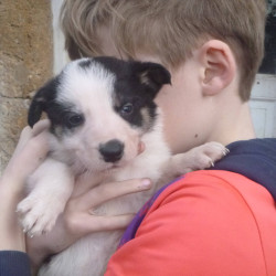 Chiots Border Collie travail LOF