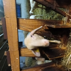 Agnelles race Lacaune lait au sevrage