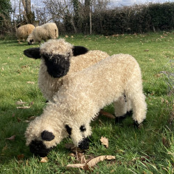 Jeunes mâles castrés pure race Nez Noir du Valais