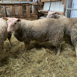 A vendre antenais Charollais 