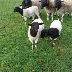 Moutons race Dorper  